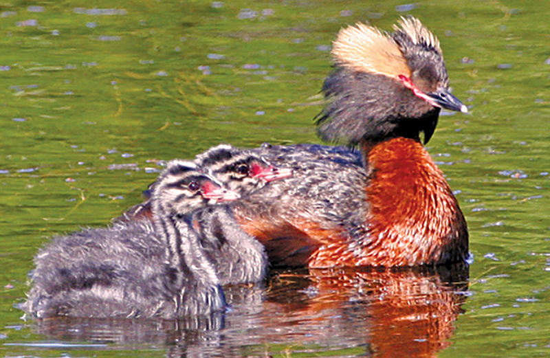 Its flashy plumage is fleeting, but horned grebe is charming nonetheless